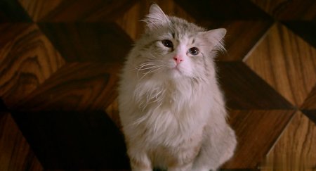 Девять жизней (2016)